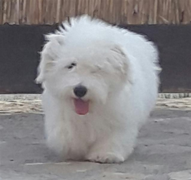 Coton-de-Tulear