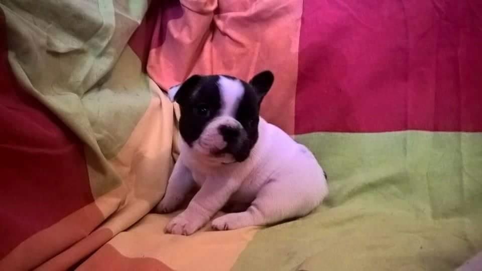 Francuski-Buldog