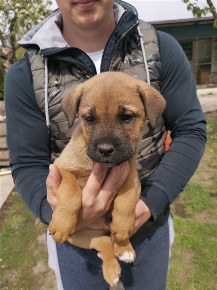 Cane-Corso-
