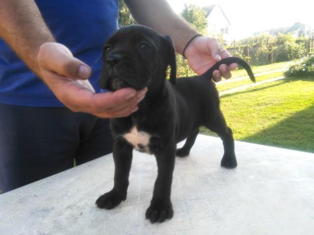 Cane-corso-stenci-