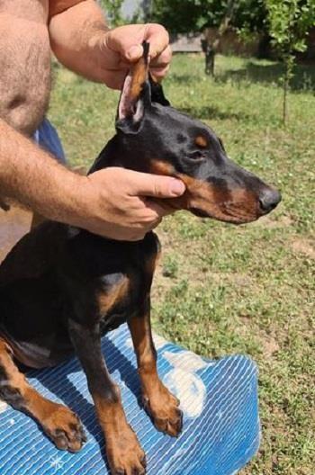 Doberman-štenci-