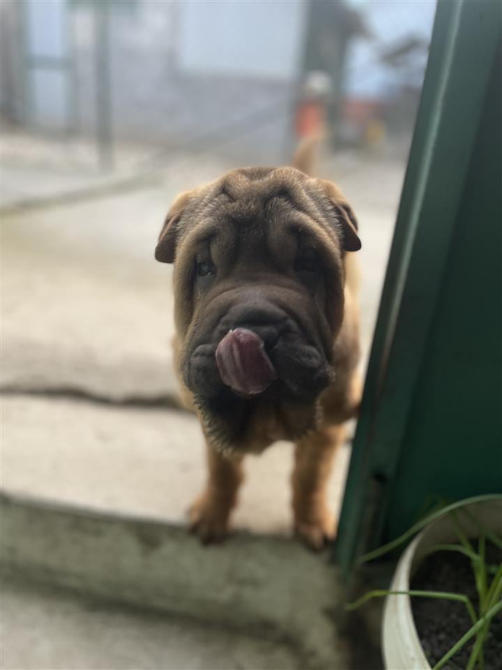 Shar-pei-stenci