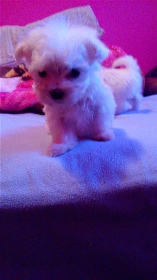 Mini-maltezeriï