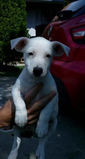 Jack-Russell-Terrier-