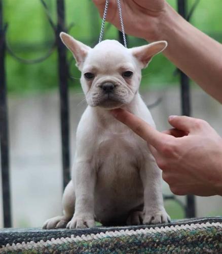 Francuski buldog štenci