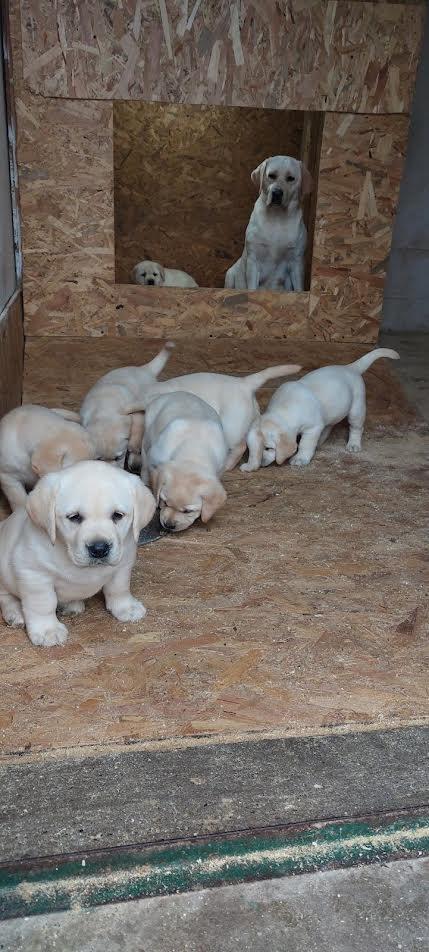 Labrador-retriver