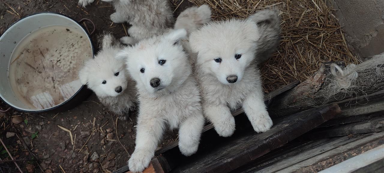 Samojed