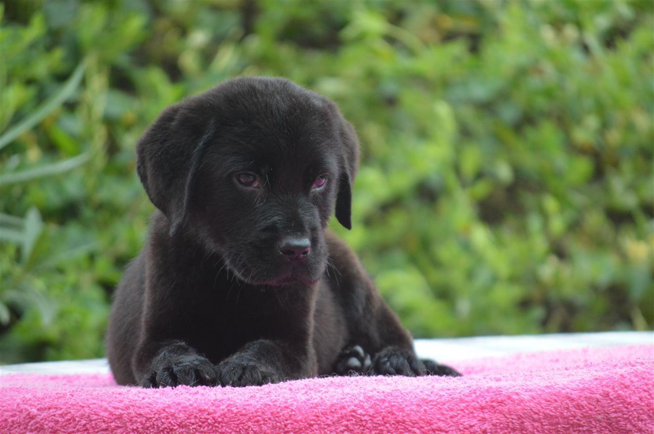Labrador-retriver-stenci