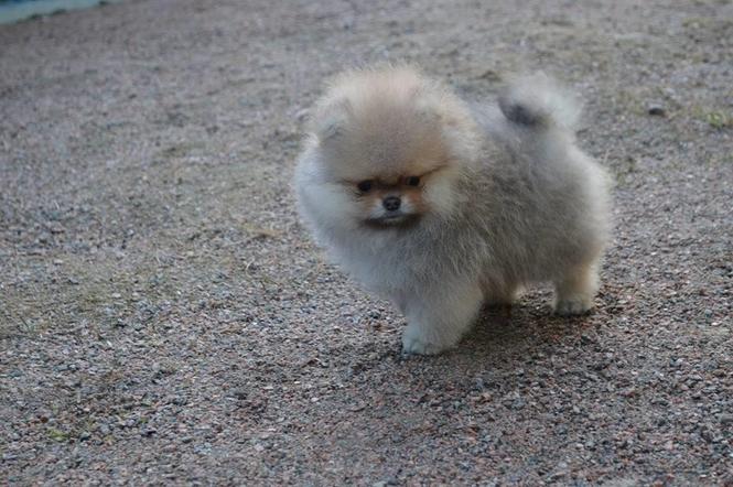 Pomeranski spic