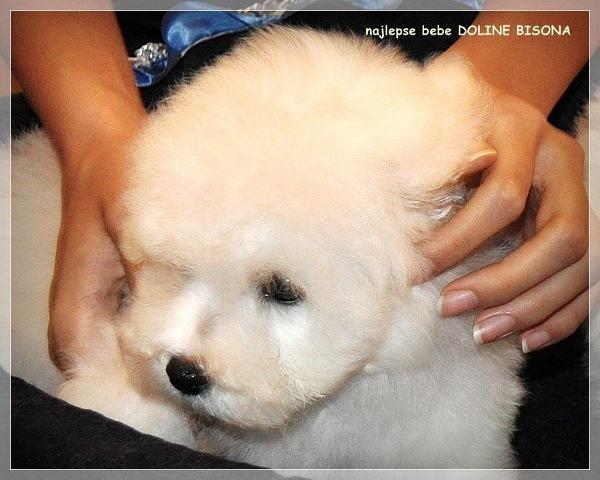 BICHON-FRISE---najlepse-bebe-doline-bisona