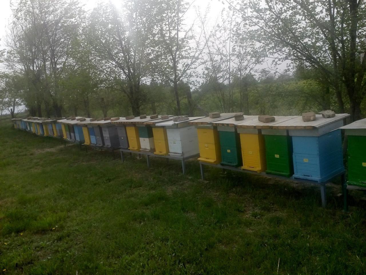 LR-KOŠNICE-SA-PČELAMA-I-MEDOM