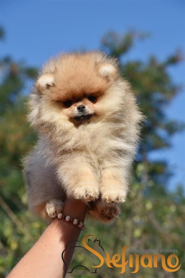 Pomeranac-Boo-stenci
