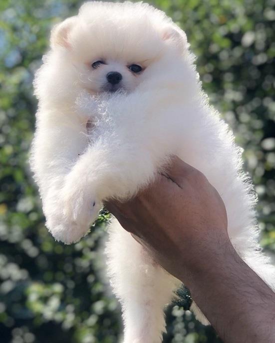 Pomeranski-špic-Pomeranian-Pomeranac-Boo-štenci