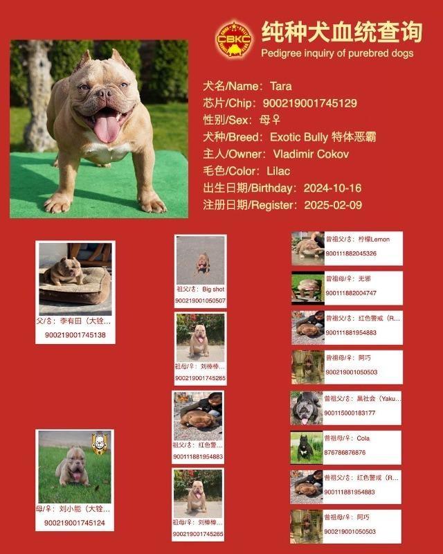 American-bully-Exotic