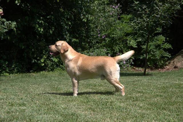 Labrador-retriver--hit-leglo-