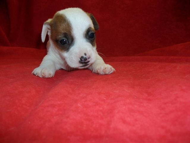 Jack-Russel-Terrier