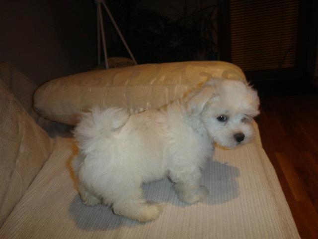 Maltezeri