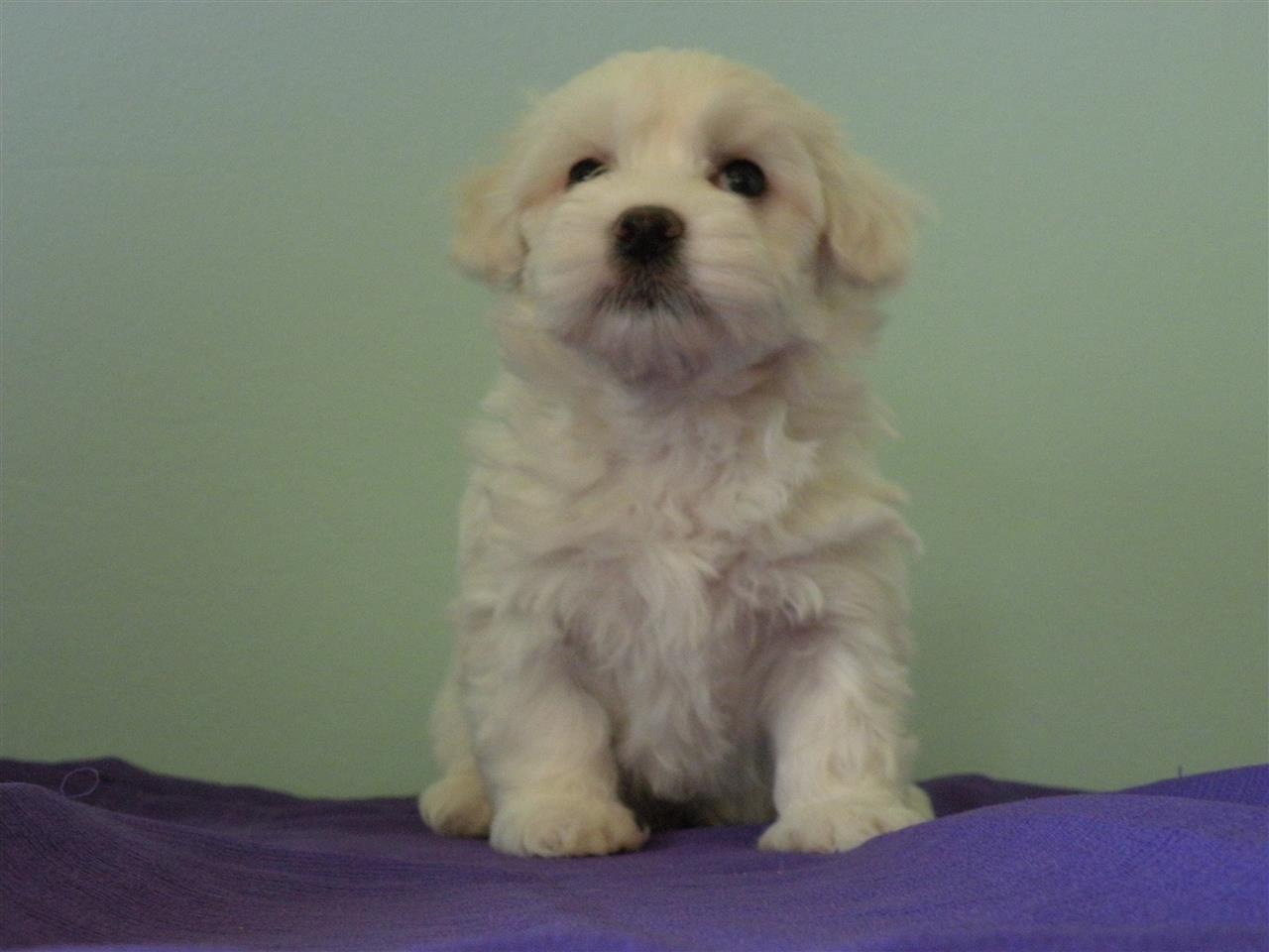 Maltezer