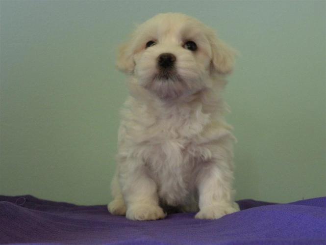 Maltezer