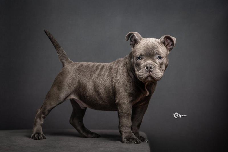 Amerikan-bully-