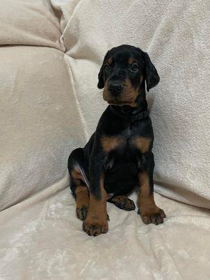 Štenci-dobermana-