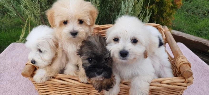 Prelepi-MALTIPOO-štenci