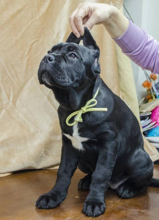 Cane-corso-štenci