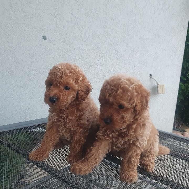 Pudle-štenci