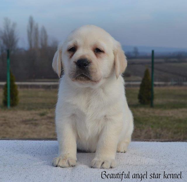 Stenci-LABRADOR-RETRIVERA