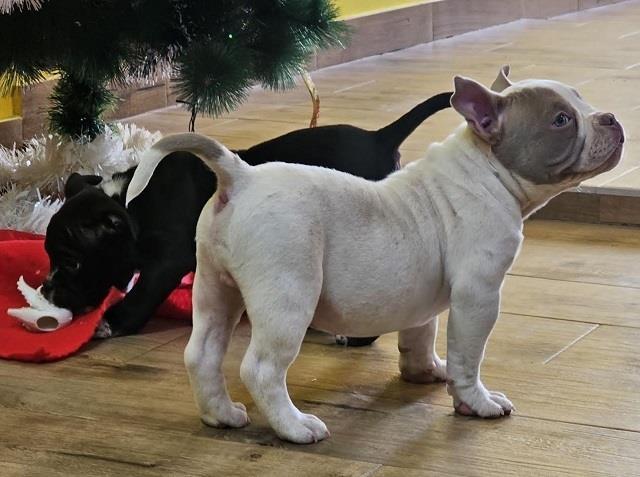 American-bully-micro-pocket