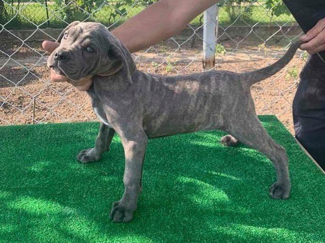 Cane-Corso--štenci
