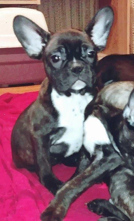 Francuski-buldog