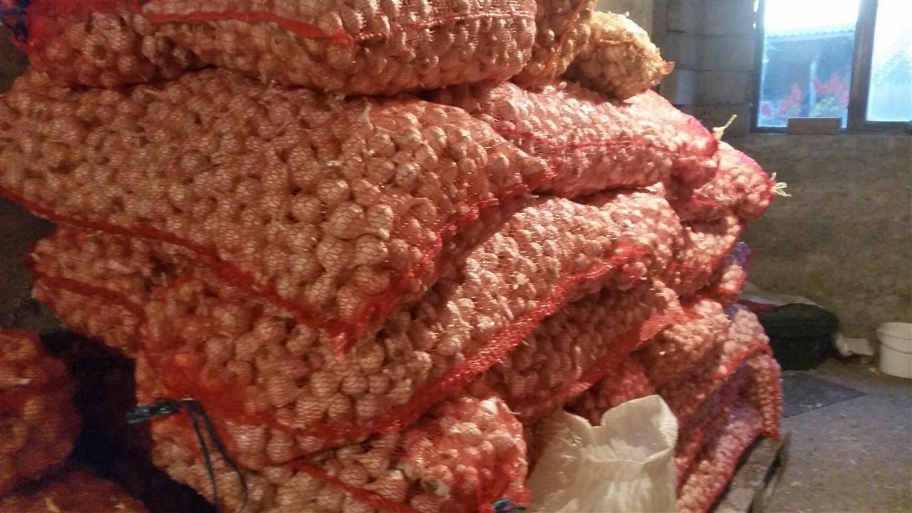 Proletnji-beli-luk