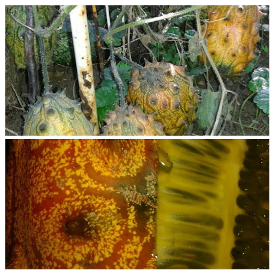 Kiwano-sadnice-