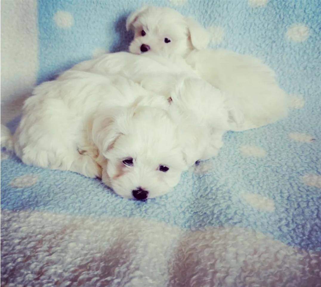 Maltezer-mini