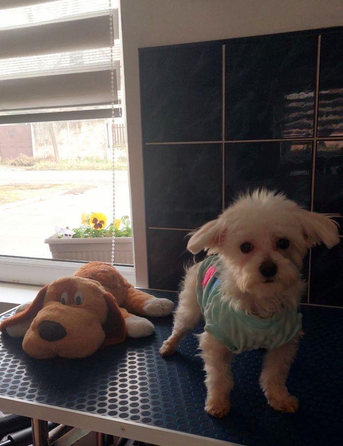 Mini-maltezer