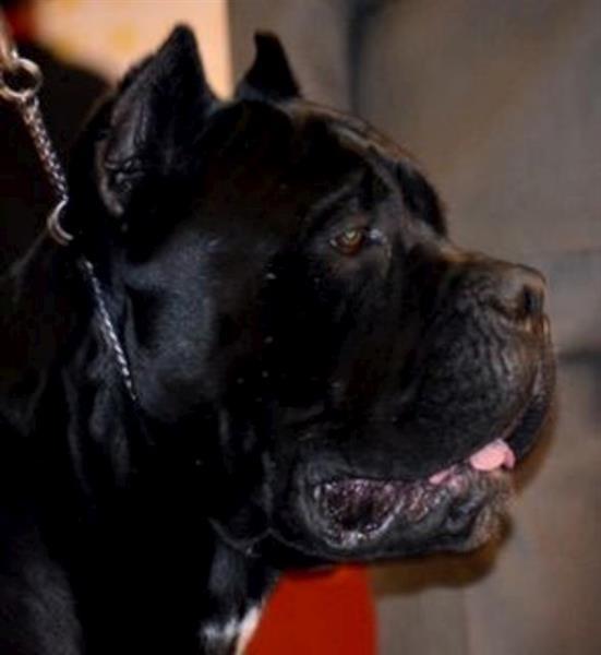 Cane-corso-stenci