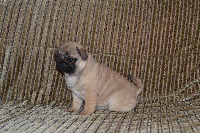 Mops-stenci