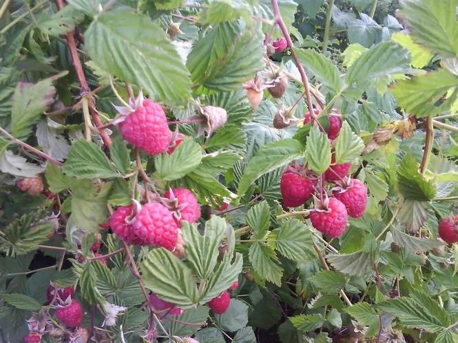 Sadnice maline polane