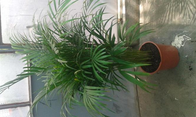 Areca Palma 