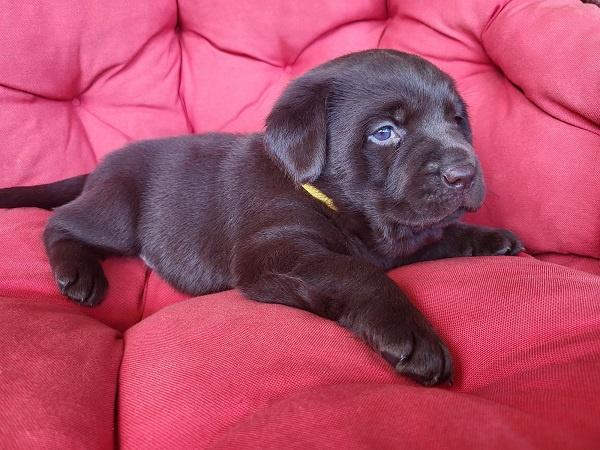 Braon-Labrador-štenci