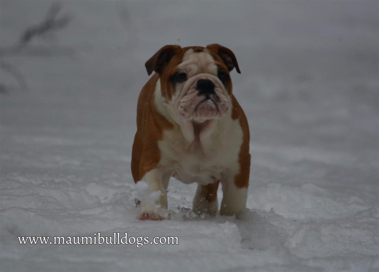 Engleski-Buldog