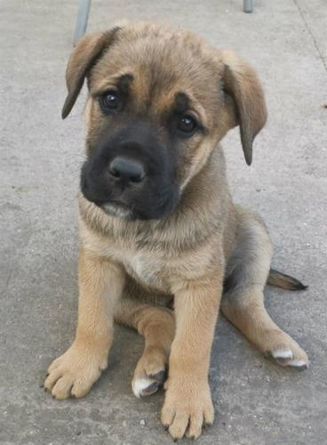 Cane Corso 