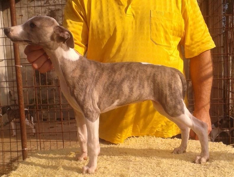 Whippet---mali-engleski-hrt