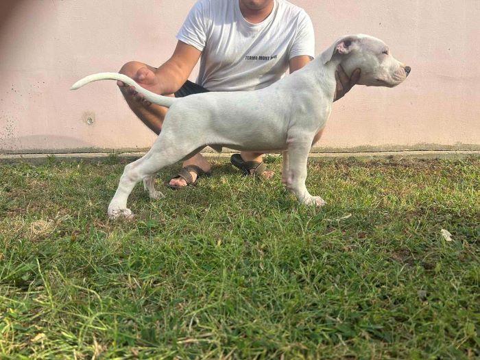 Dogo-Argentino-štenci
