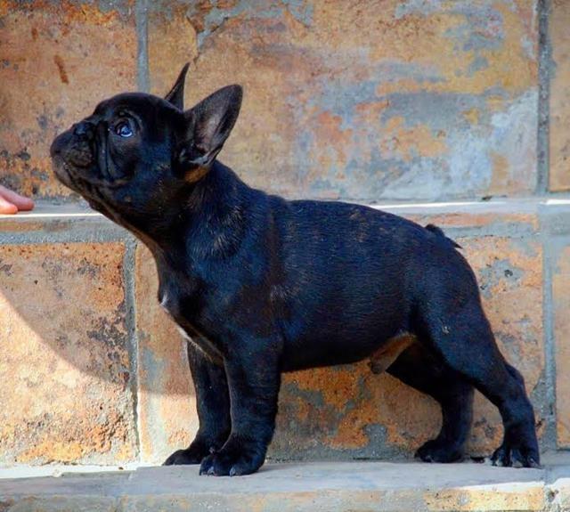 Francuski-buldog-Od-Kuce-Don-