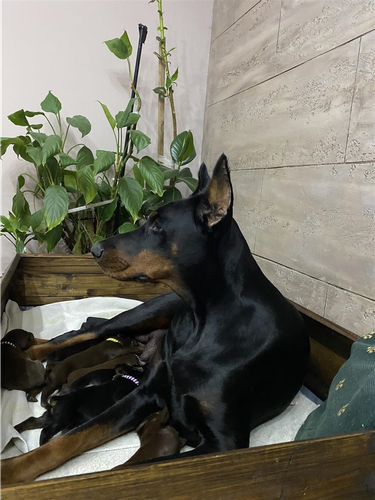 Doberman stenci