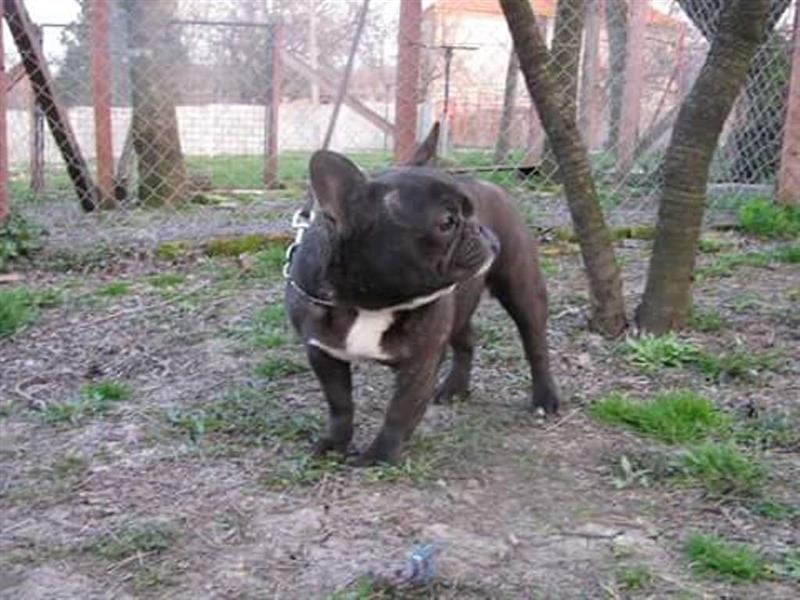 Francuski-Buldog-