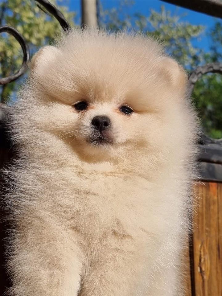 Boo-pomeranci