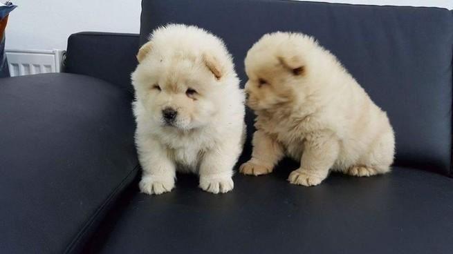 CHOW - CHOW, ŽENSKO Štenca
